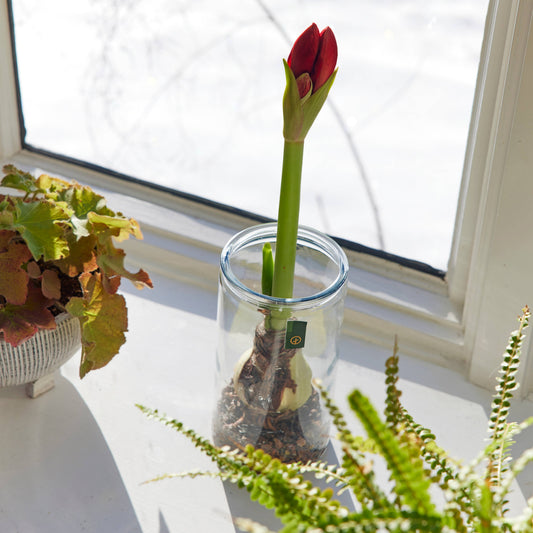 Winter Bulb Kit: Paperwhites