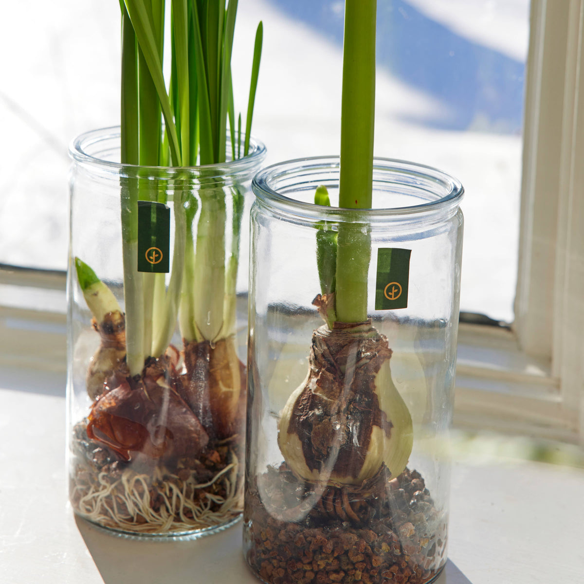 Winter Bulb Kit: Paperwhites