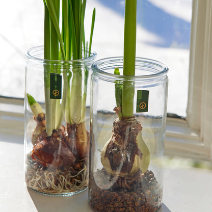 Winter Bulb Kit: Paperwhites