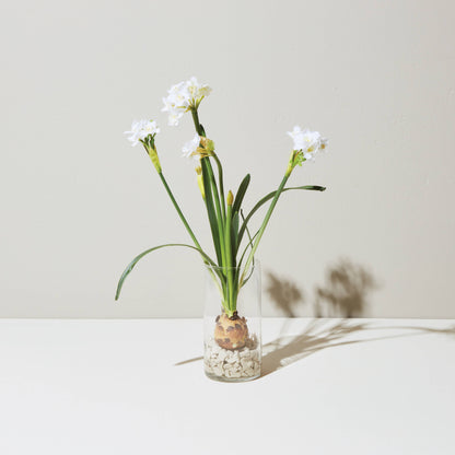 Winter Bulb Kit: Paperwhites