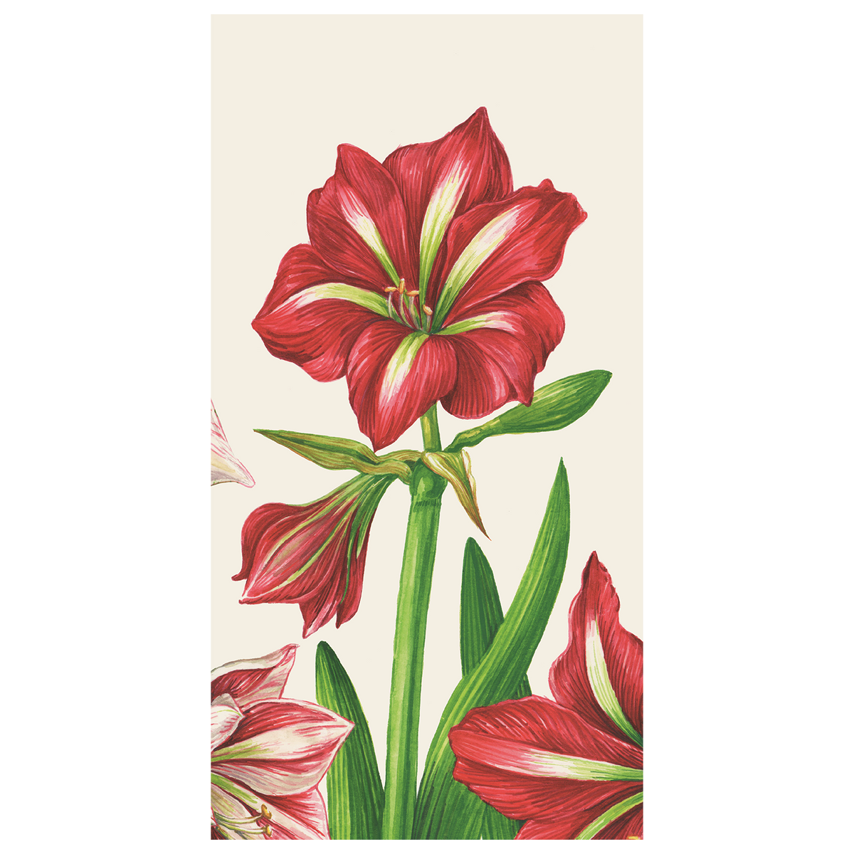 Amaryllis Blooms Guest Napkin