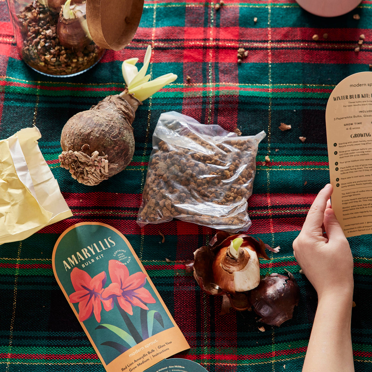Winter Bulb Kit: Paperwhites