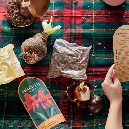 Winter Bulb Kit: Paperwhites